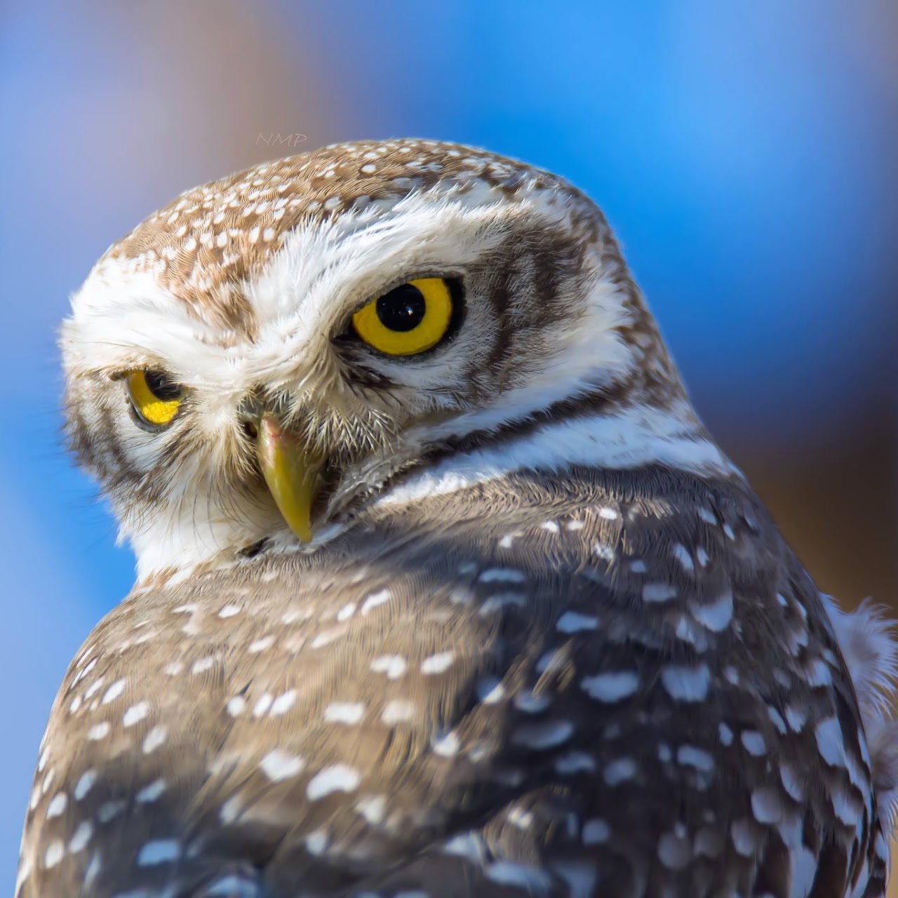 Spotted Owlet